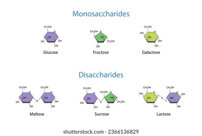 Monosaccharides and Disaccharides Scientific vector illustration svg