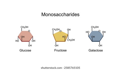 Monosaccharides, glucose, galactose and Fructose molecules, chemical structure. Carbohydrates Digestion. Vector Illustration.