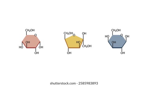 Monosaccharides, glucose, galactose and Fructose molecules, chemical structure. Carbohydrates Digestion. Vector Illustration.