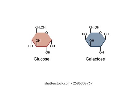 Monosaccharides, glucose and galactose molecules, chemical structure. Carbohydrates Digestion. Vector Illustration.