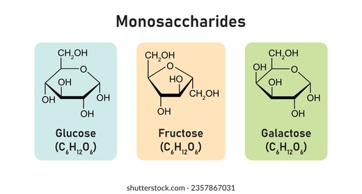 Monosaccharides Types Concept Design. Vector Illustration.