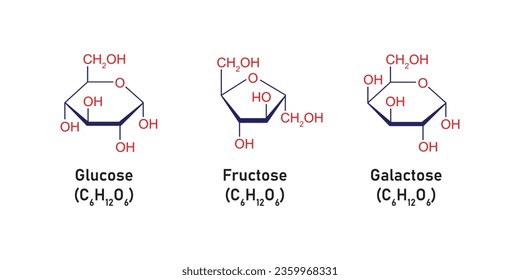 Monosaccharides Types Concept Design. Vector Illustration.