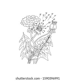 A monotype dandelion set. Hand drawn vector botanical illustration. Colouring page for children and adults.