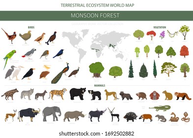 Monsun Waldbiom, natürliche Region Infografik. Weltkarte des terrestrischen Ökosystems. Design-Set für Tiere, Vögel und Vegetationen. Vektorillustration