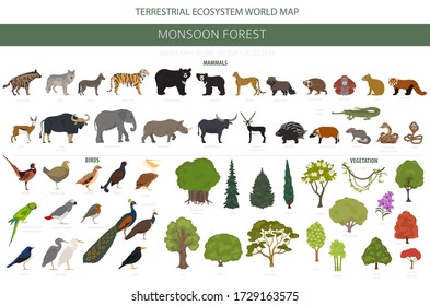 Monsoon forest biome, natural region infographic. Terrestrial ecosystem world map. Animals, birds and vegetations design set. Vector illustration