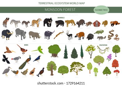 Monsoon Wald Biome, natürliche Region Infografik. Weltkarte des terrestrischen Ökosystems. Tiere, Vögel und Vegetationen isometrischer Aufbau. Vektor-Abbildung