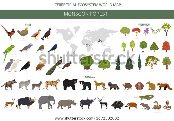 Monsoon forest biome, natural region\
infographic. Terrestrial ecosystem world map. Animals, birds and\
vegetations design set. Vector\
illustration
