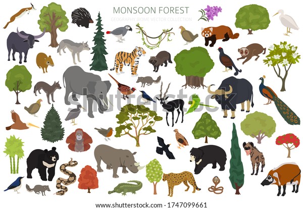 Monsoon Forest Biome Natural Region Infographic Stock Vector (royalty 