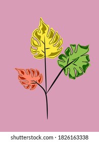 Monstera Adansoni Variegata plant on a pink background