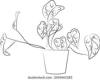 Monstera adansonii black and white vector line art illustration coloring page