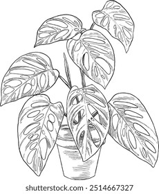 Ilustração do esboço botânico de Monstera adansonii