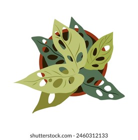 Monstera Adansonii house plant top view. Potted flower colorful overhead view icon for landscape, architectural, interior design. Hand drawn Vector flat illustration isolated on white background.