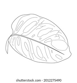 monstera adansonii leaf illustration isolated puth background. monstera leaf sketch