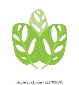 Monstera adansonii Leaf Logo, Green Plant Vector, Tree Vector, Rare Leaf Illustration