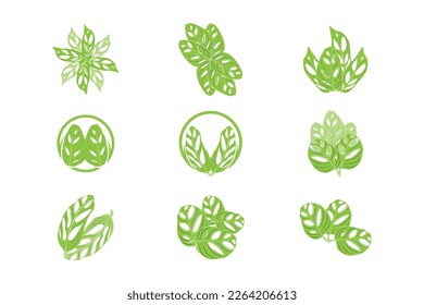 Monstera adansonii Leaf Logo, Green Plant Vector, Tree Vector, Rare Leaf Illustration