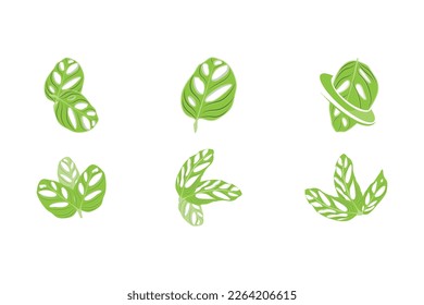 Monstera adansonii Leaf Logo, Green Plant Vector, Tree Vector, Rare Leaf Illustration