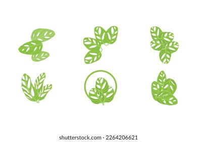 Monstera adansonii Leaf Logo, Green Plant Vector, Tree Vector, Rare Leaf Illustration