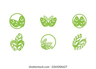 Monstera adansonii Leaf Logo, Green Plant Vector, Tree Vector, Rare Leaf Illustration