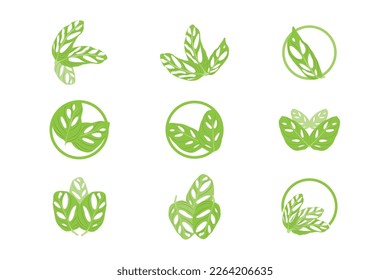 Monstera adansonii Leaf Logo, Green Plant Vector, Tree Vector, Rare Leaf Illustration