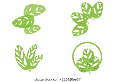 Monstera adansonii Leaf Logo, Green Plant Vector, Tree Vector, Rare Leaf Illustration