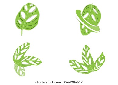 Monstera adansonii Leaf Logo, Green Plant Vector, Tree Vector, Rare Leaf Illustration