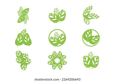 Monstera adansonii Leaf Logo, Green Plant Vector, Tree Vector, Rare Leaf Illustration