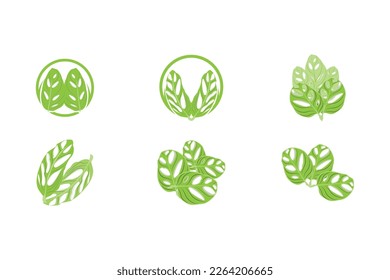 Monstera adansonii Leaf Logo, Green Plant Vector, Tree Vector, Rare Leaf Illustration