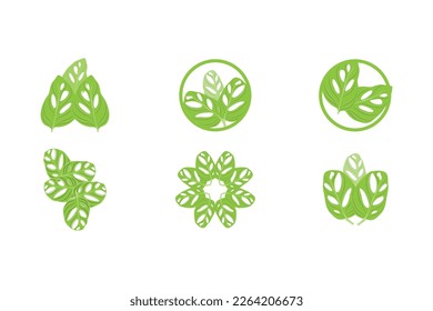 Monstera adansonii Leaf Logo, Green Plant Vector, Tree Vector, Rare Leaf Illustration