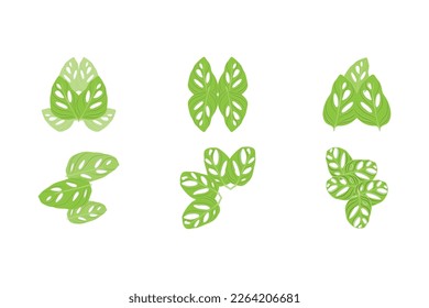 Monstera adansonii Leaf Logo, Green Plant Vector, Tree Vector, Rare Leaf Illustration