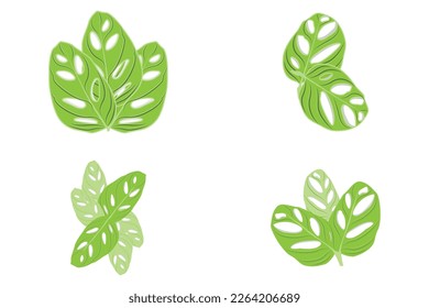 Monstera adansonii Leaf Logo, Green Plant Vector, Tree Vector, Rare Leaf Illustration