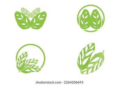 Monstera adansonii Leaf Logo, Green Plant Vector, Tree Vector, Rare Leaf Illustration