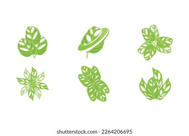 Monstera adansonii Leaf Logo, Green Plant Vector, Tree Vector, Rare Leaf Illustration