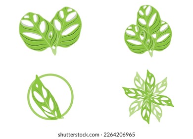 Monstera adansonii Leaf Logo, Green Plant Vector, Tree Vector, Rare Leaf Illustration