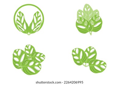 Monstera adansonii Leaf Logo, Green Plant Vector, Tree Vector, Rare Leaf Illustration