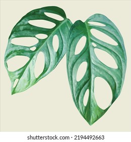 monstera adansonii is a leaf ornamental plant that has aesthetic value