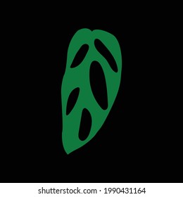 Monstera adansonii-Blattbildnis