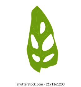 monstera adansonii leaf vector logo design 