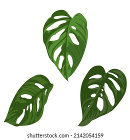 Monstera Adansonii leaves isolated on the white background, monstera vector illustration.