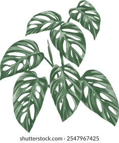 Ilustración de pintura botánica de la planta de Monstera adansonii