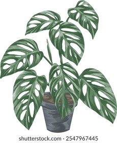 Planta de Monstera adansonii na ilustração da pintura botânica do pote