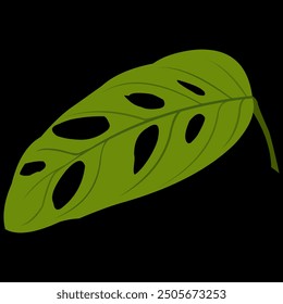 Monstera adansonii is a popular and expensive ornamental plant