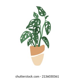 Monstera adansonii, potted Swiss plant with cheese leaf. Green houseplant with holes in leaves. Trendy indoor foliage vegetation in flowerpot. Flat vector illustration isolated on white background