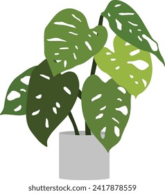 Monstera Adansonii Swiss Cheese Plant Flat Vector Illustration