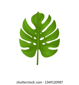 Monstera Branch Isolated, Vector Illustration