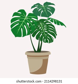 Arbusto de Monstera en una olla de cerámica