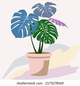 Arbusto de Monstera en una olla de cerámica