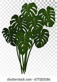 Monstera bush vector illustration on transparent background, rainforest plant jungle leaves graphic design. Green philodendron tropical foliage, monstera leaf decorative indoor or garden plant.