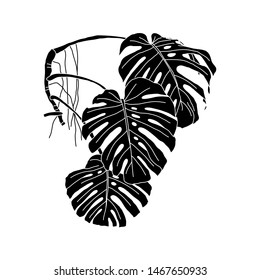 Monstera cheese plant vector illustration