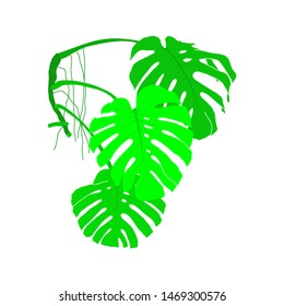 Monstera cheese plant vector illustration