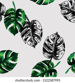 Monstera creeper plant indoor tropical flower vector graphics hand-drawn background texture